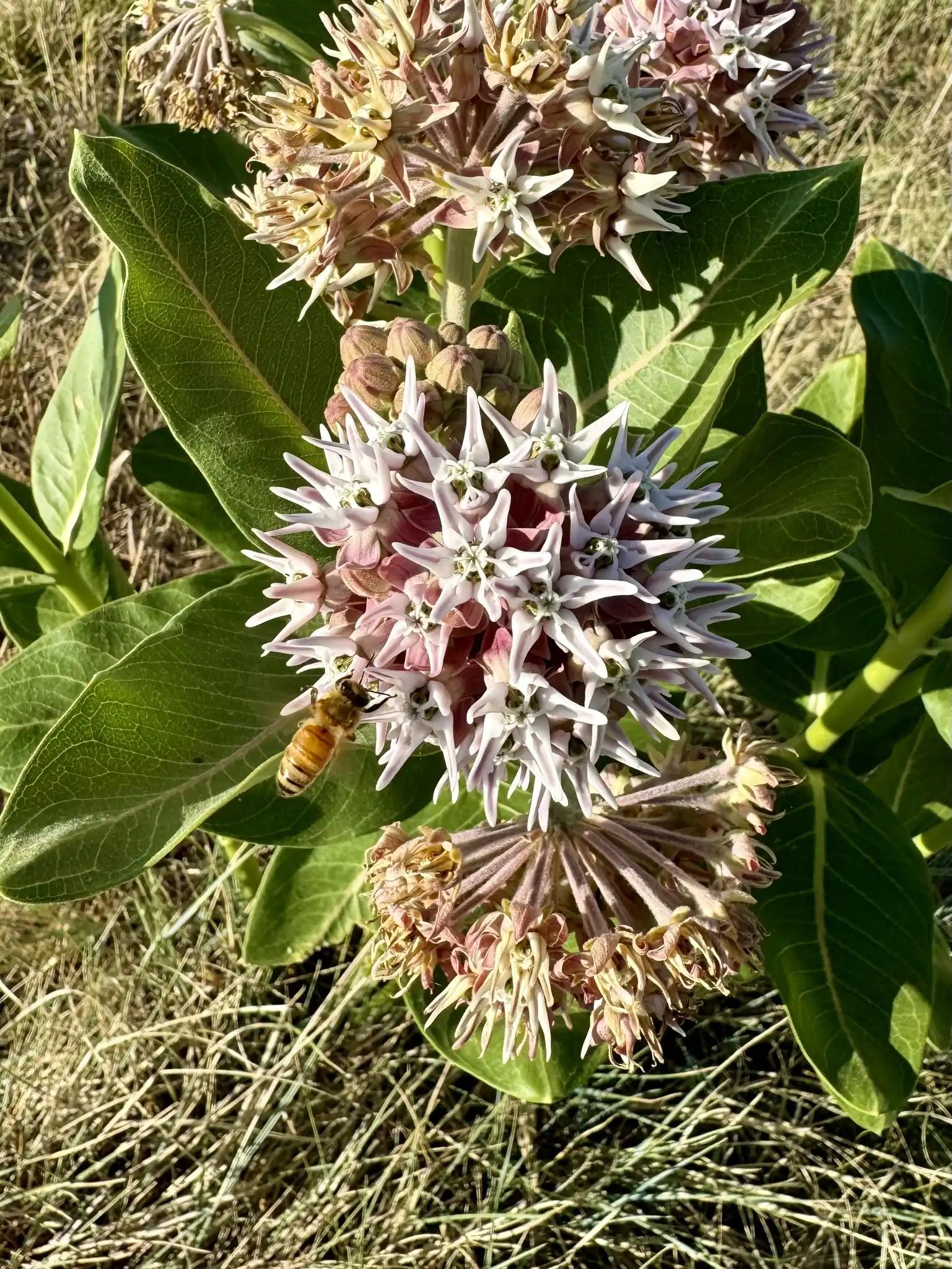 Showy milkweed