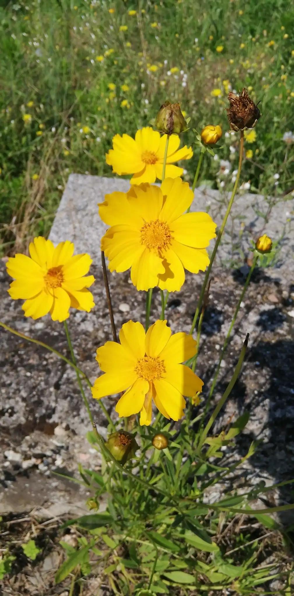 Lanceleaf coreopsis