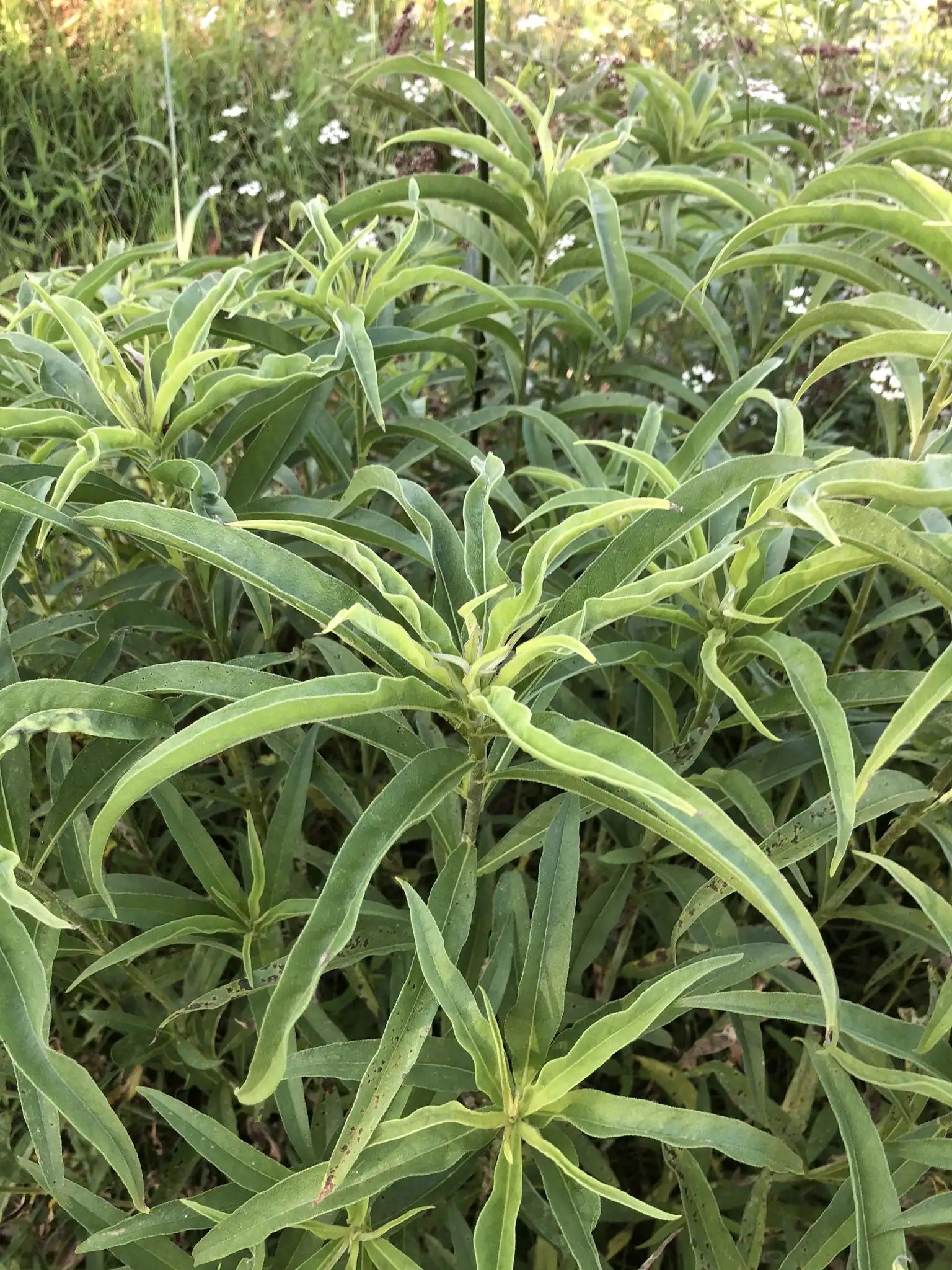 Maximilian sunflower