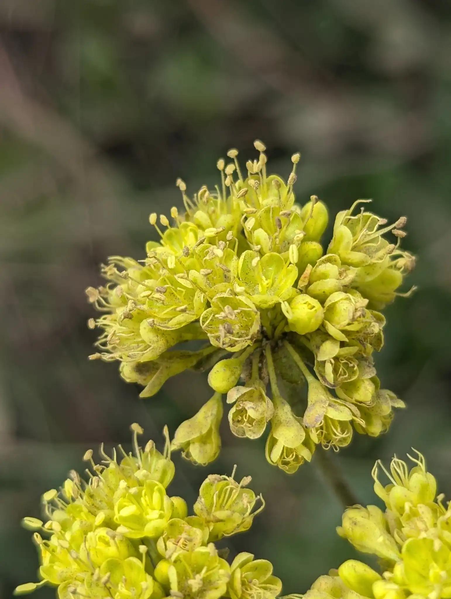 Sulphur buckwheat