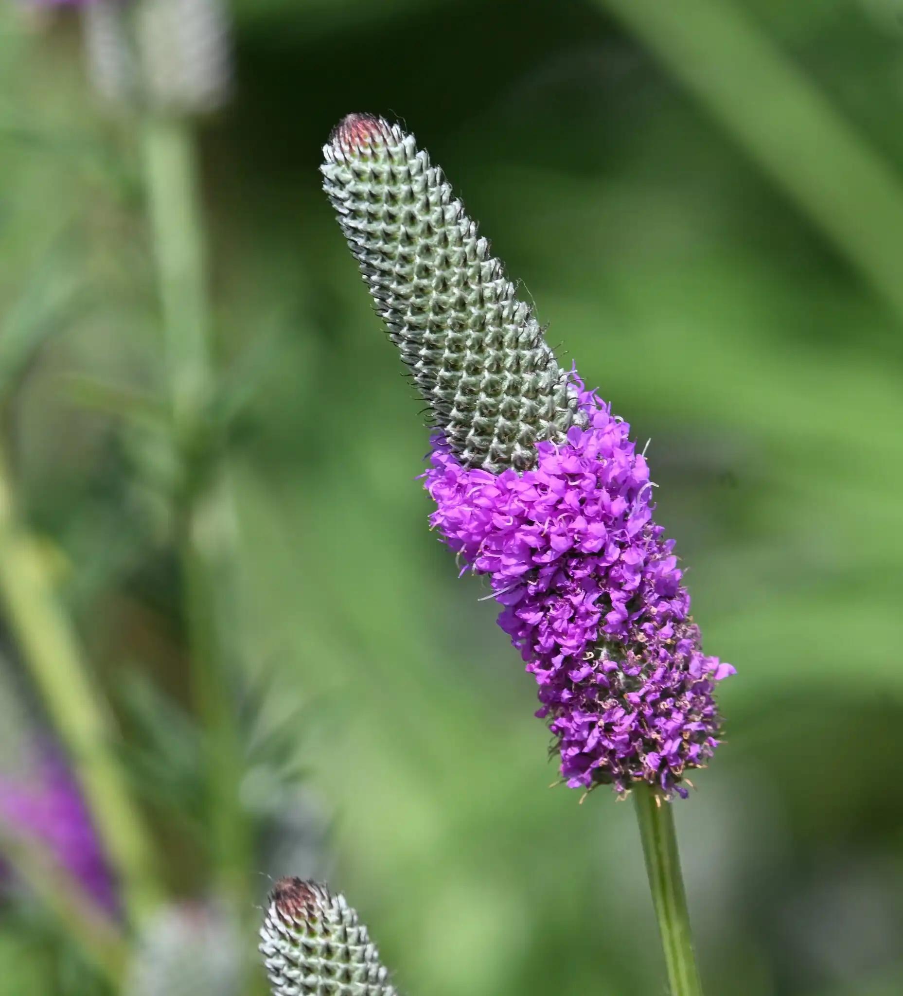 Purple prairie clover