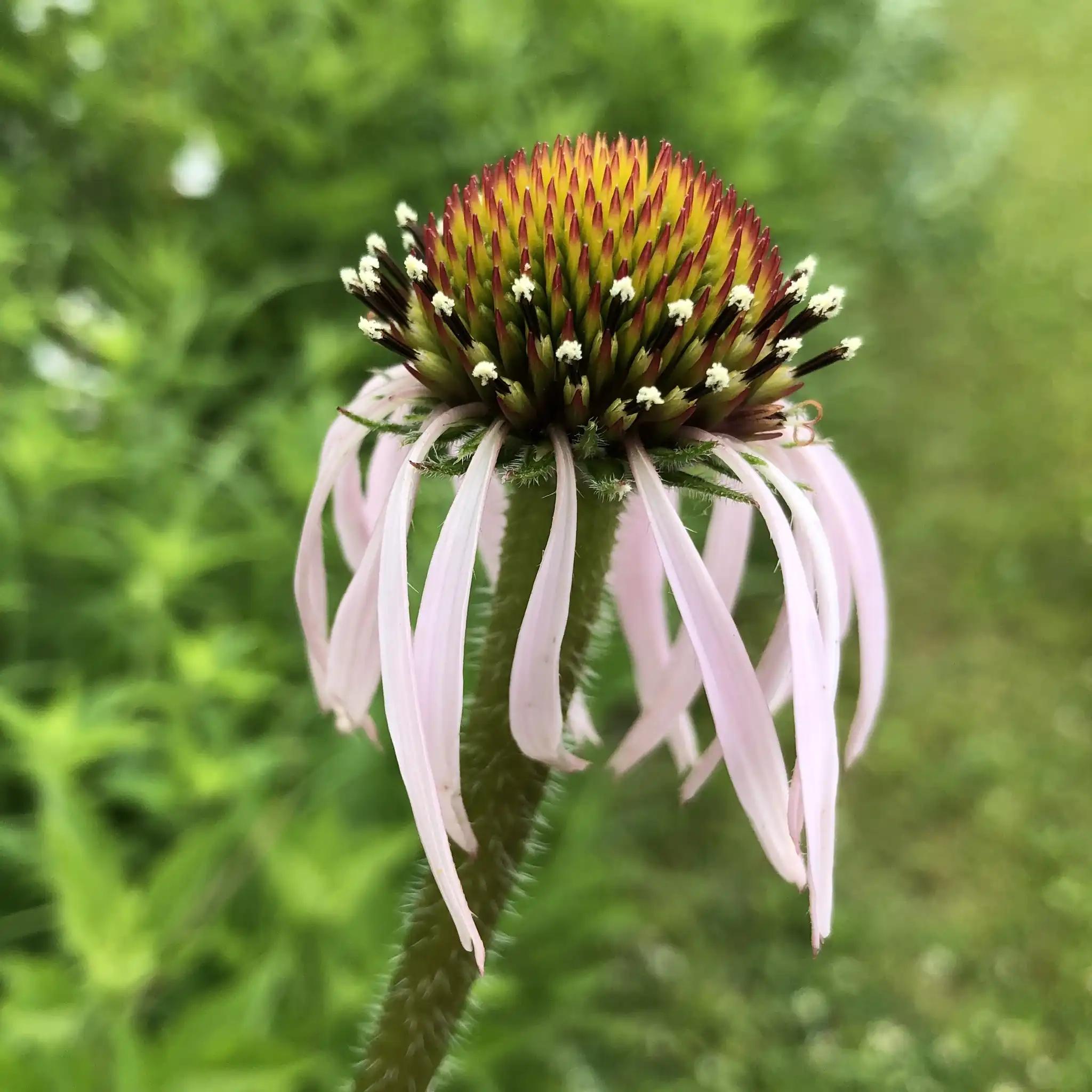 Pale purple coneflower