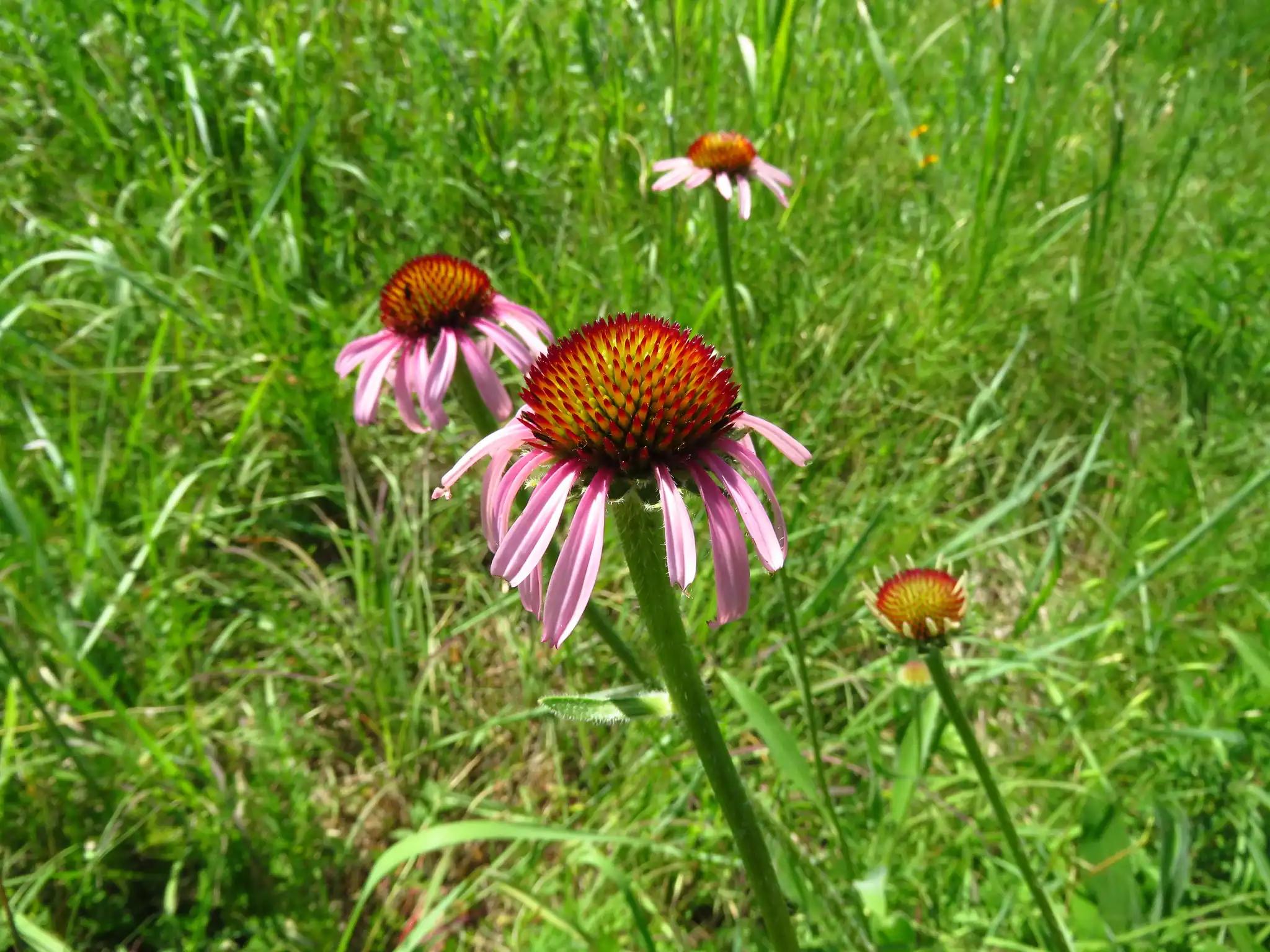 Narrowleaf coneflower