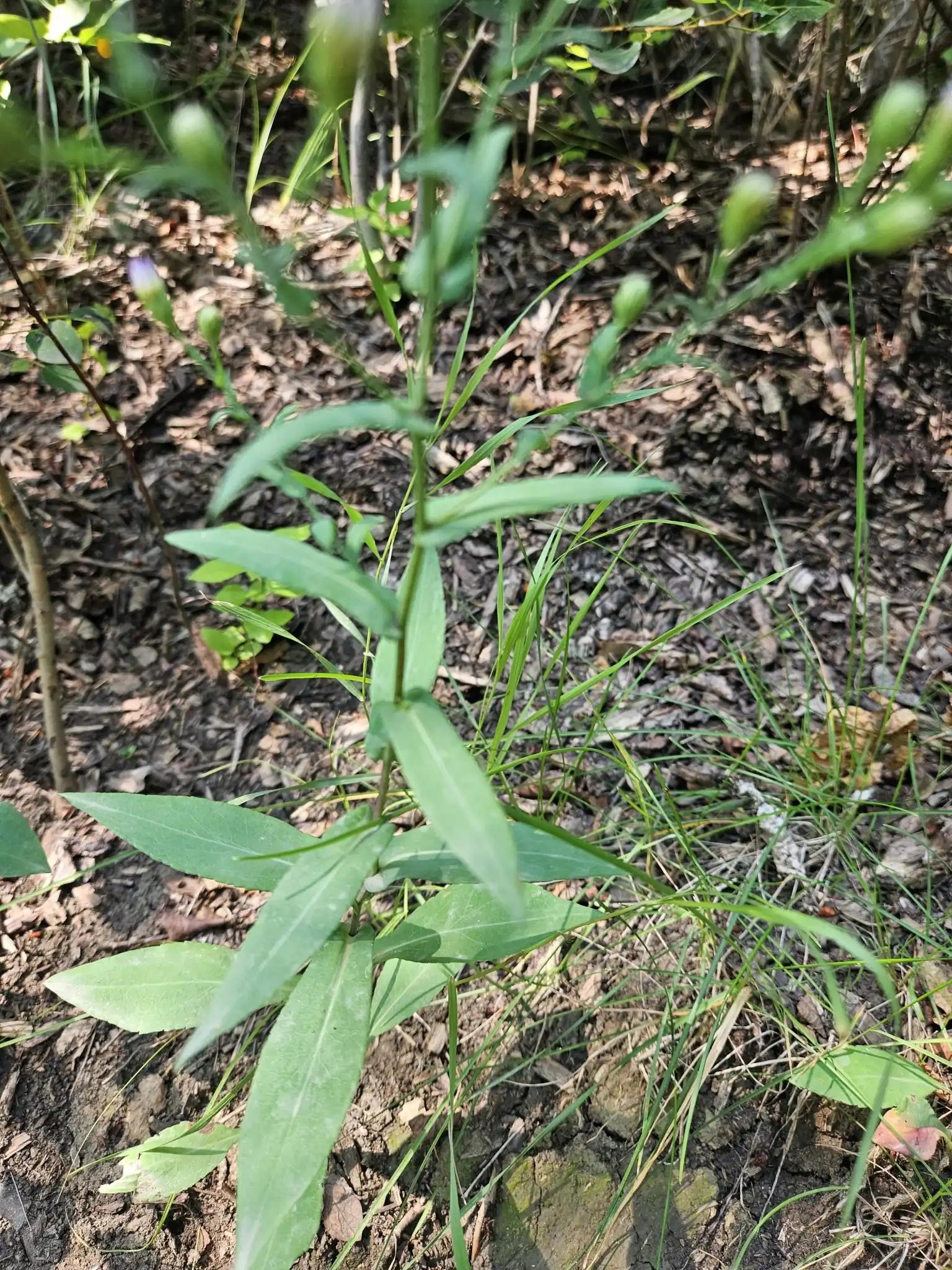 Smooth blue aster