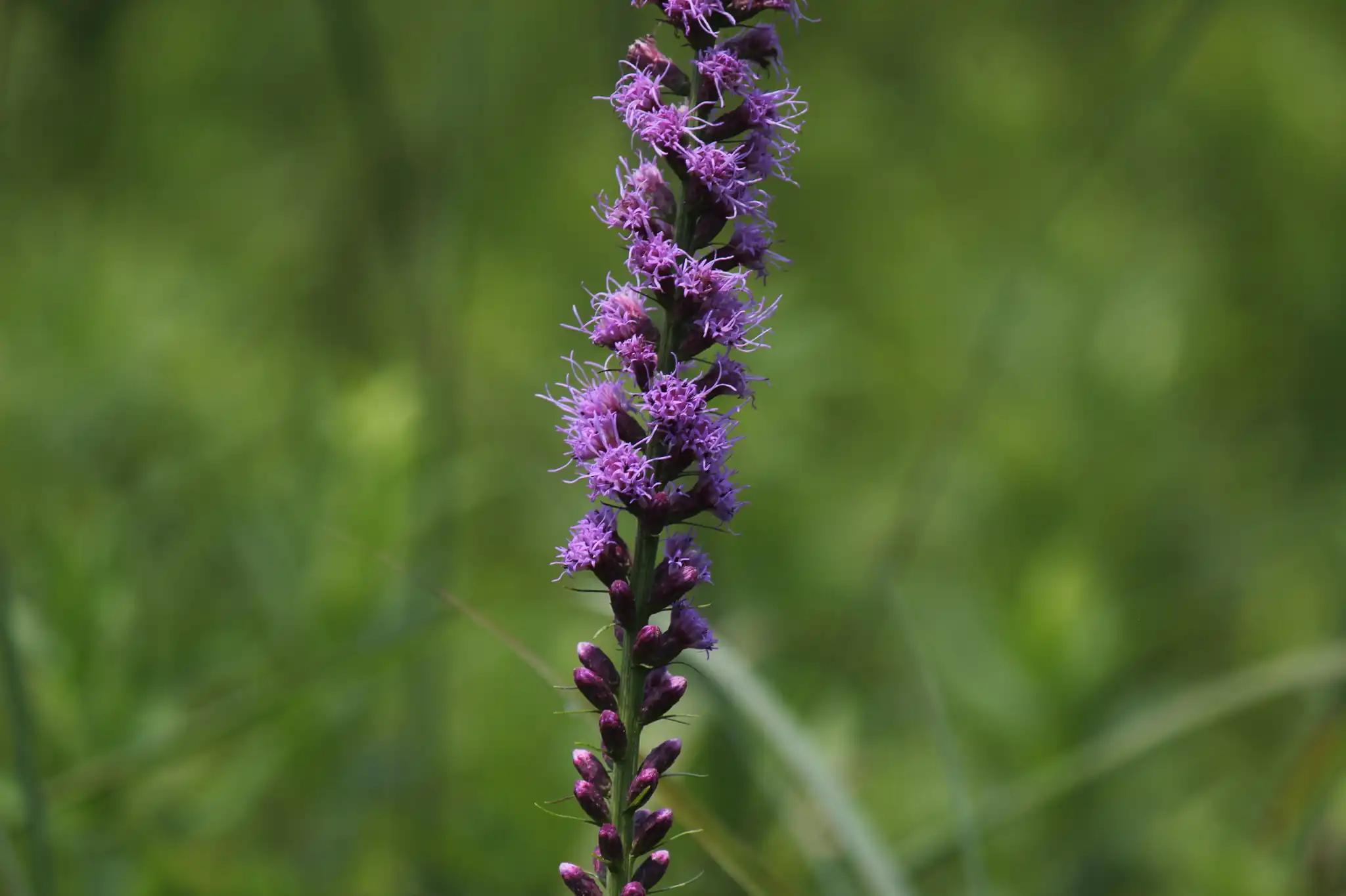 Marsh blazing star