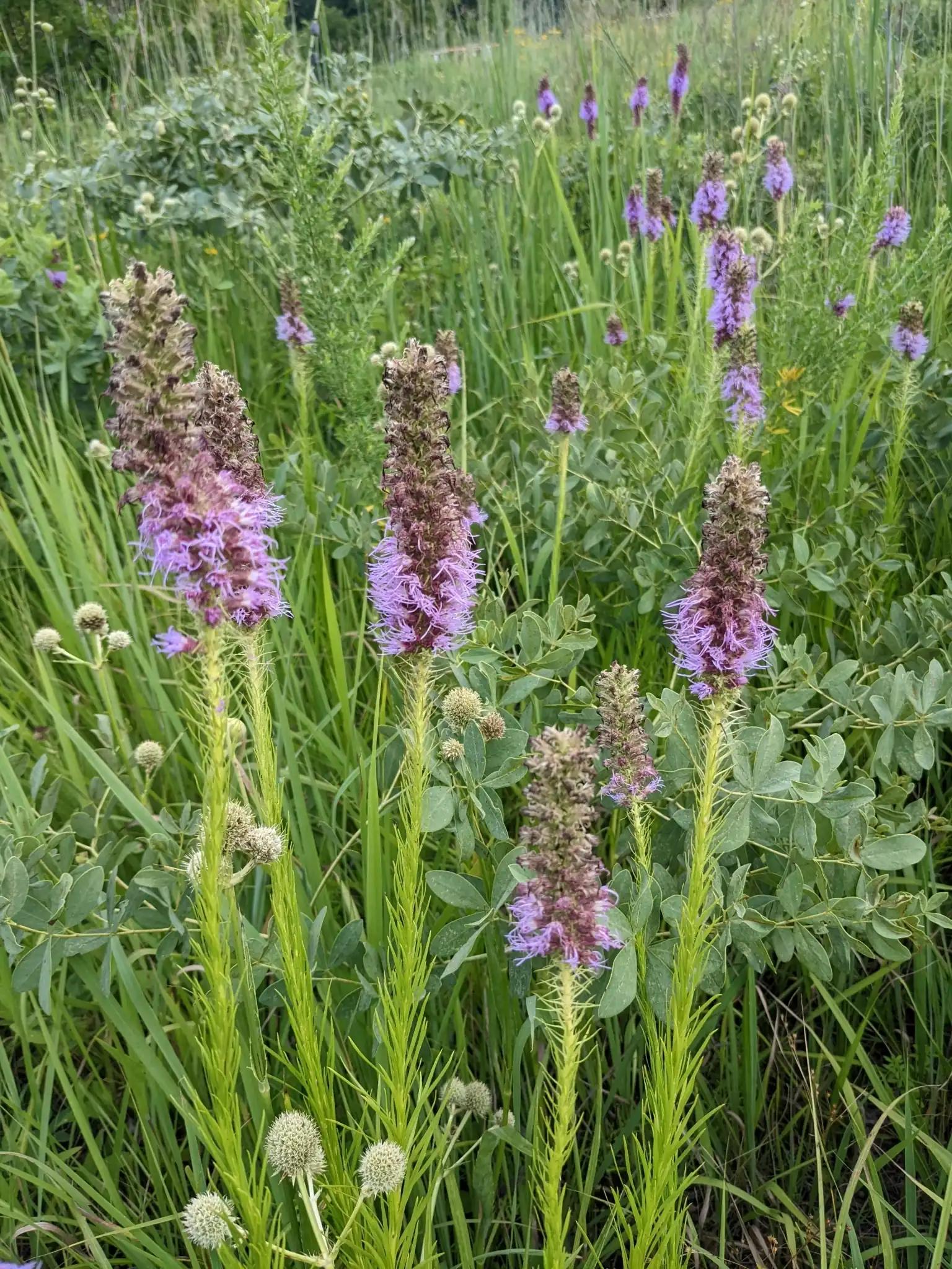 Prairie blazing star