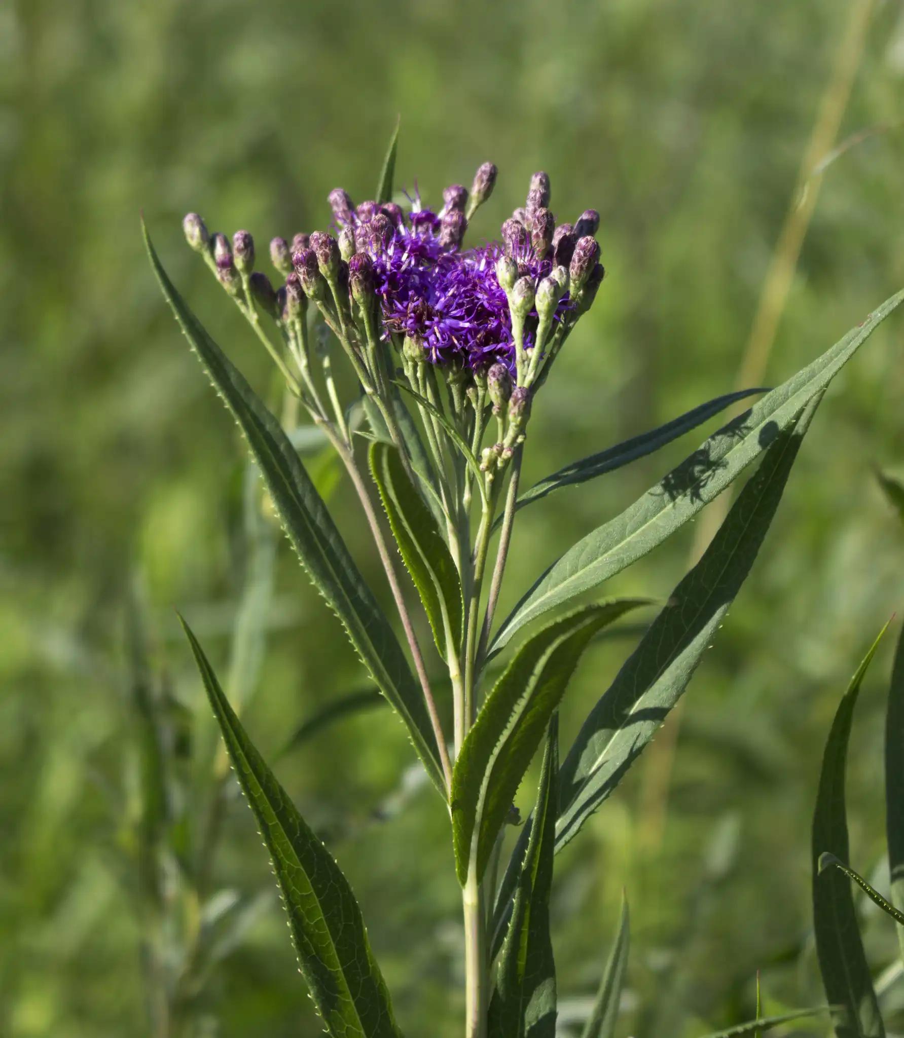 Prairie ironweed