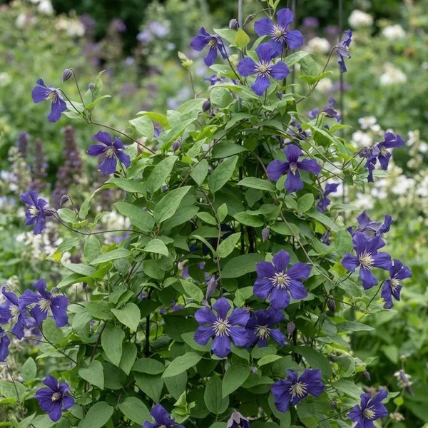 Clematis x durandii