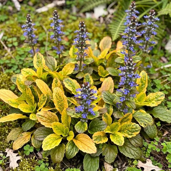 Ajuga reptans 'Fancy Finch'