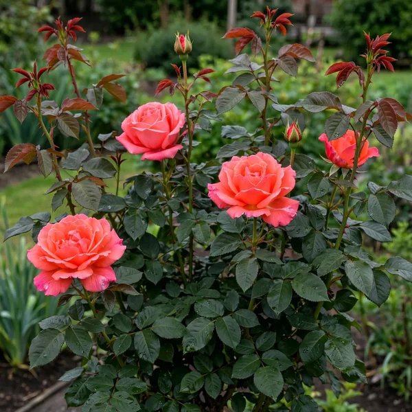 Rosa x hybrida 'Tropicana'