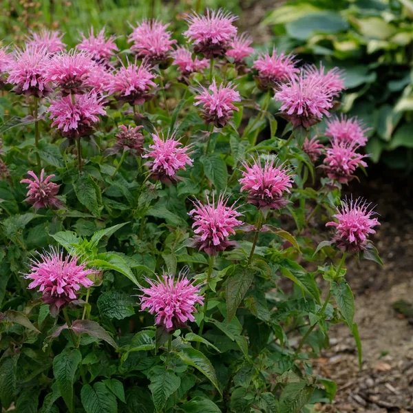 Monarda didyma 'Marshall'