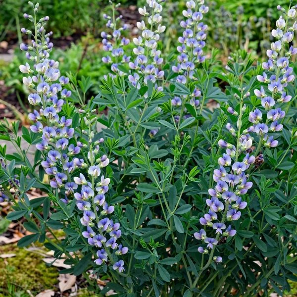 Baptisia x hybrida 'Starlite'