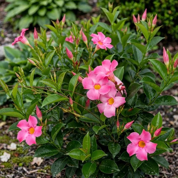Mandevilla sanderi 'Pretty Pink'