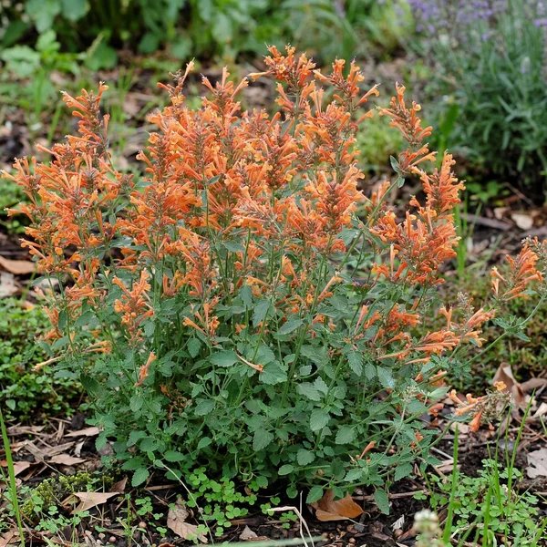 Agastache aurantiaca 'Poquito Orange'