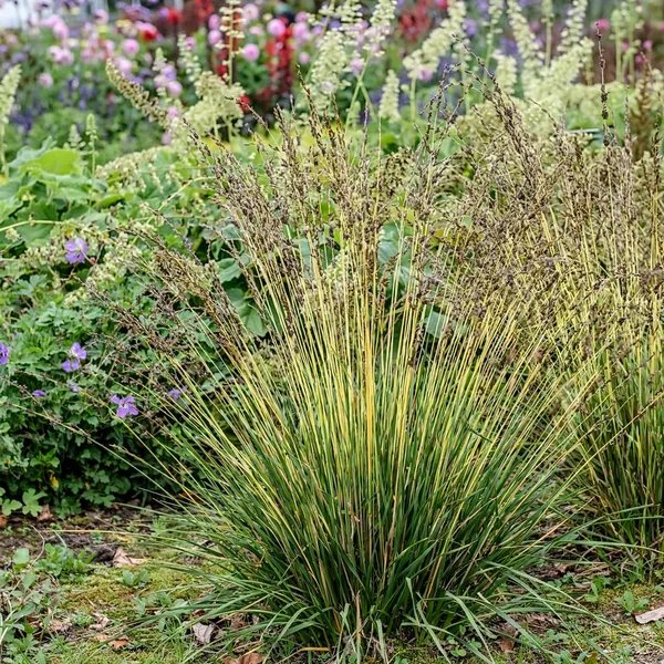 Juncus effusus 'Blonde Ambition'