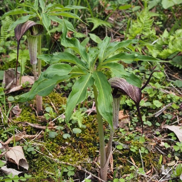 Arisaema negishii