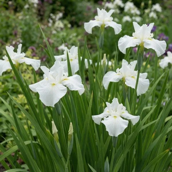 Iris ensata 'Little Snow Man'