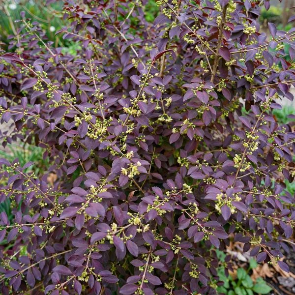 Euonymus alatus 'Compactus'