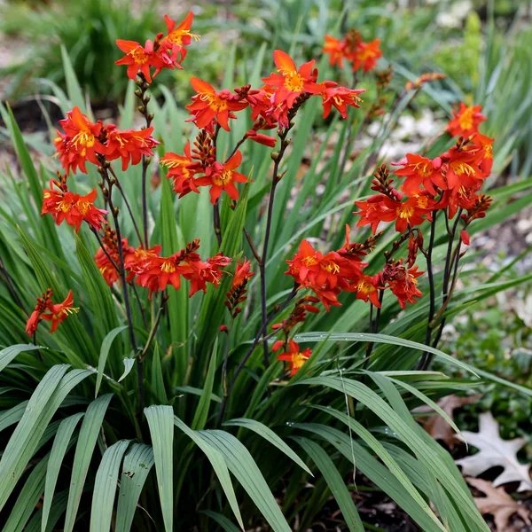 Crocosmia x crocosmiiflora 'Prince of Orange'