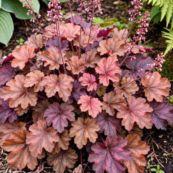 Heuchera x brizoides 'Indian Summer Coralberry'