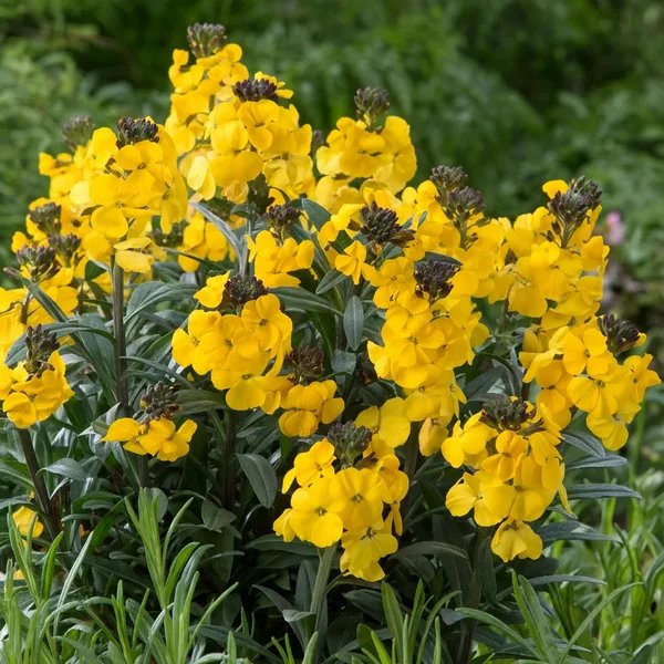 Erysimum cheiri 'Walberton'