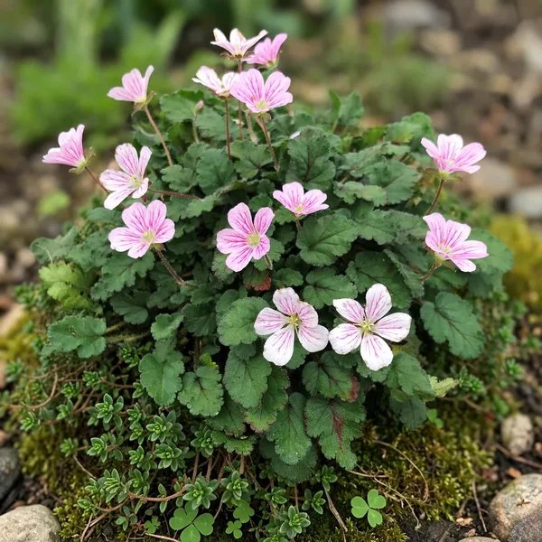 Erodium reichardii 'Charm'