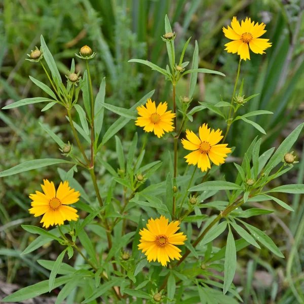 Coreopsis grandiflora 'Mayfield Giant'
