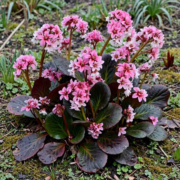 Bergenia crassifolia 'Dragonfly 'Sakura''