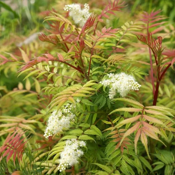 Sorbaria sorbifolia 'Color Flash'
