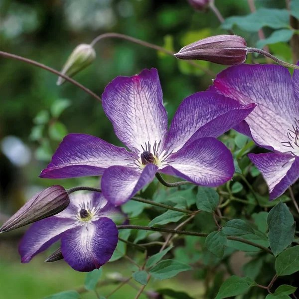 Clematis x jackmanii 'Sparkler'