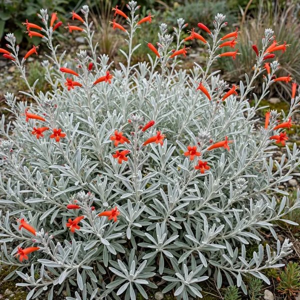 Zauschneria septentrionalis 'Wayne's Silver'