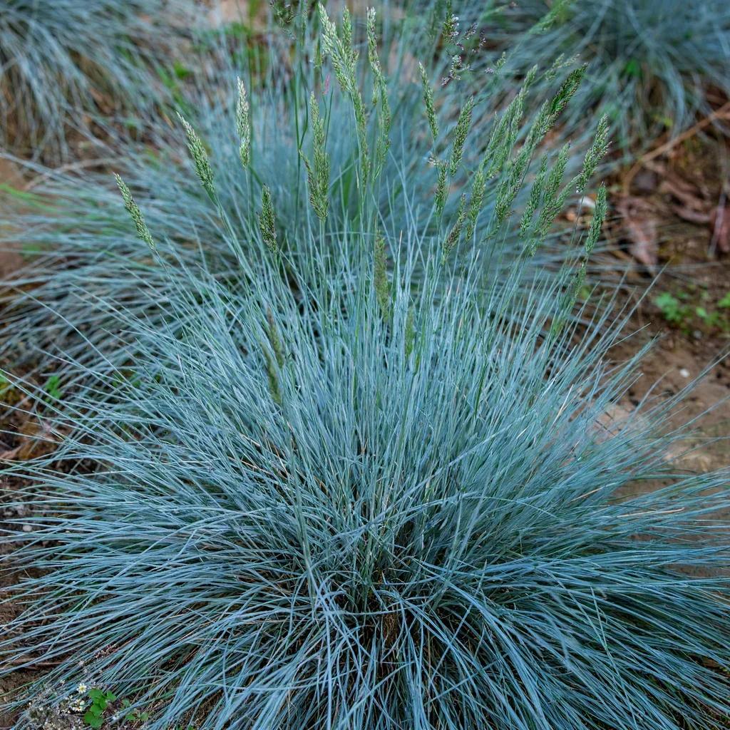 Blue Fescue