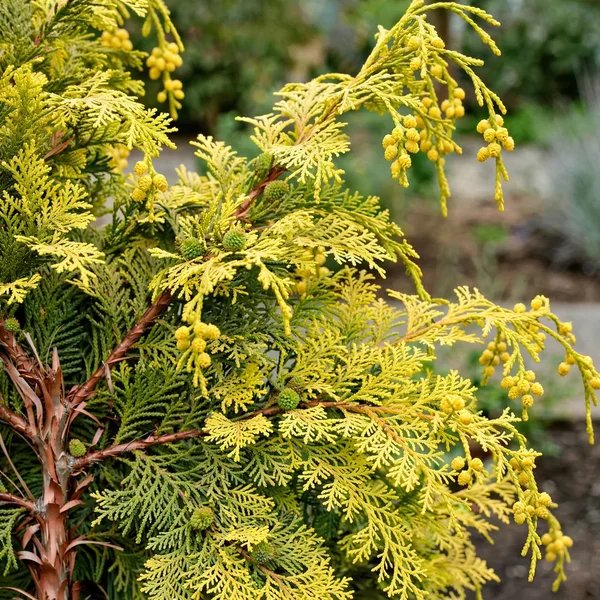 Chamaecyparis thyoides 'Webb Gold'