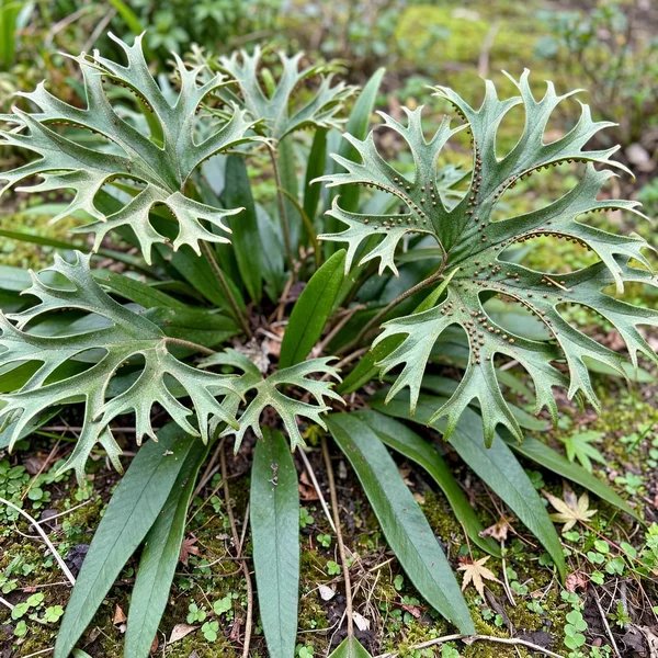 Pyrrosia lingua 'Corymbifera'
