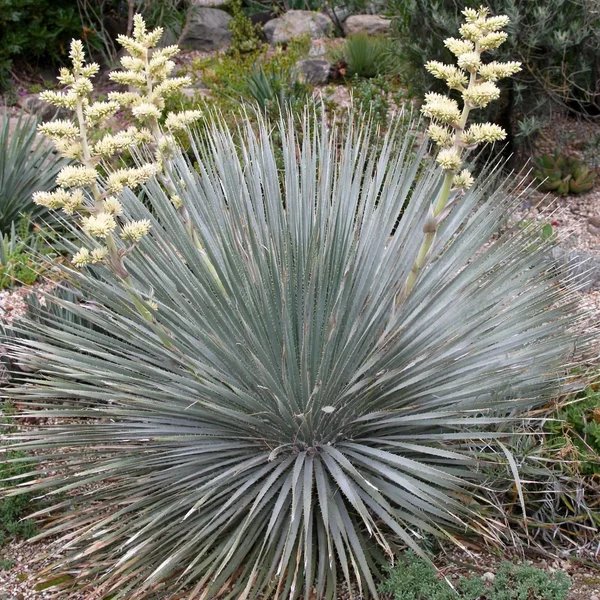 Dasylirion durangense