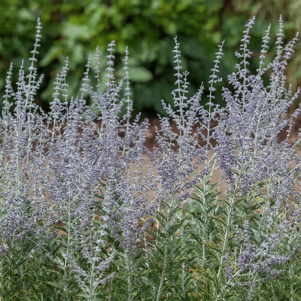 Russian Sage