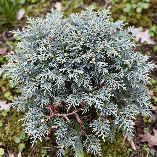 Chamaecyparis pisifera 'Silverlode'
