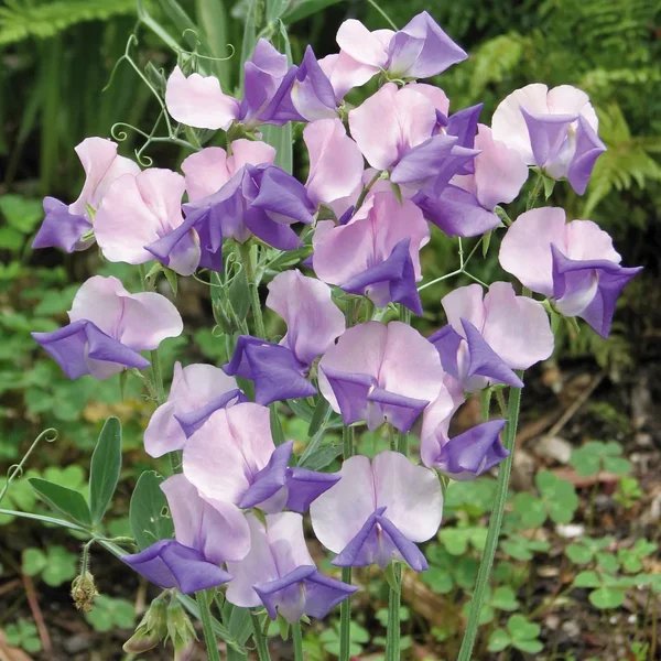 Lathyrus x belinensis 'Erewhon'