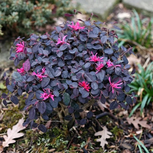 Loropetalum chinense 'Jazz Hands Mini'