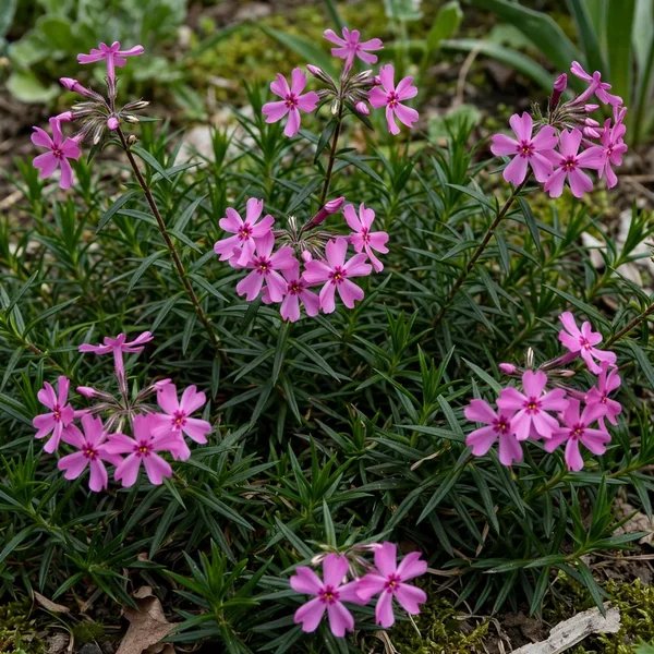 Phlox x henryae 'Camla'