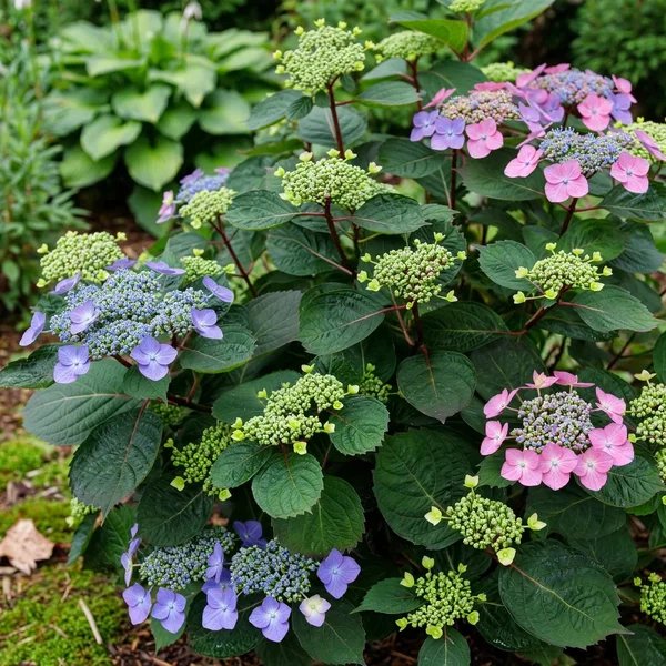 Hydrangea x hybrida 'Tuff Stuff Top Fun'