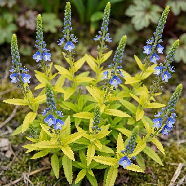 Veronica teucrium 'Trehane'