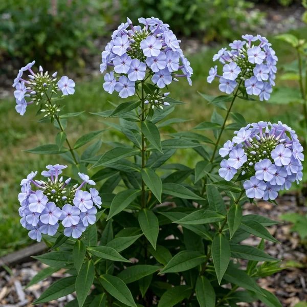 Phlox paniculata 'Flame Light Blue'