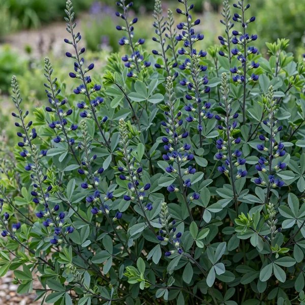 Baptisia australis 'Blueberry Sundae'