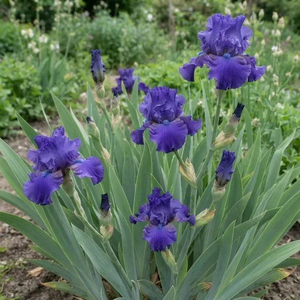 Iris x germanica 'Java Blue'