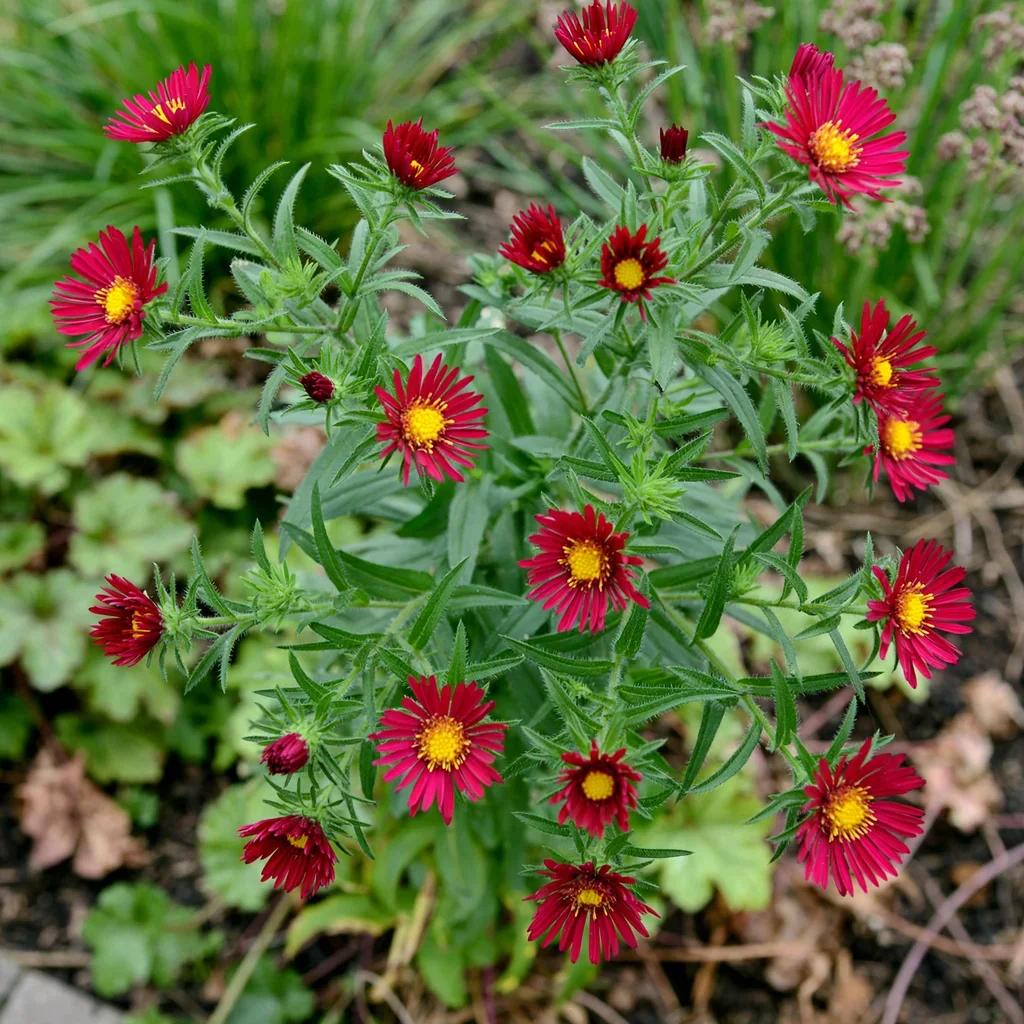 Aster