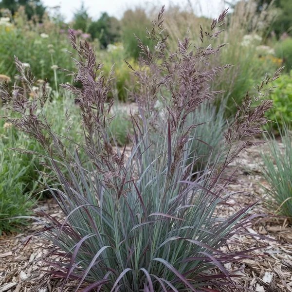 Schizachyrium scoparium 'Twilight Zone'