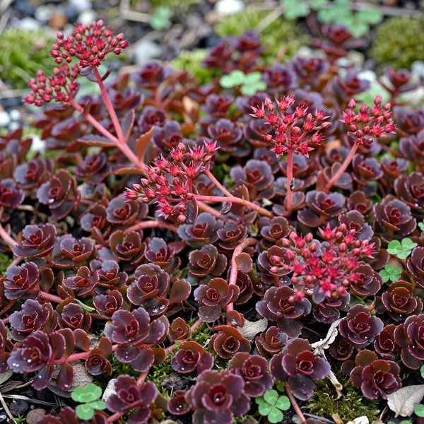 Sedum spurium 'Fulda Glow'