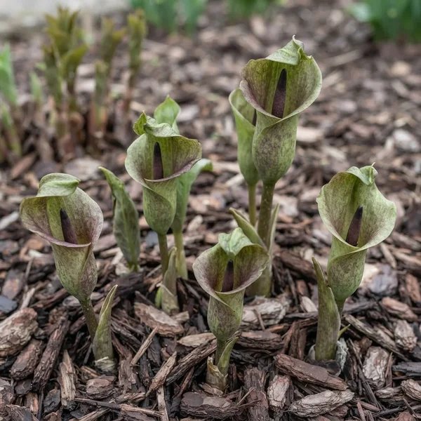 Amorphophallus yuloensis 'PDN 1'