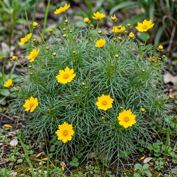 Coreopsis verticillata 'Limoncello'